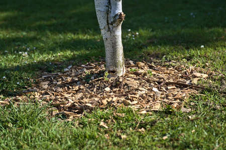 Beautiful closeup top view of round mulched birch tree with wood chips and shredded leaves at university campus, Dublin, Ireland. Soft and selective focusの写真素材