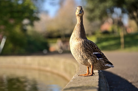 Beautiful closeup view of peaceful resting mommy duck (Mallard) with reflection in pond water in Herbert Park, Dublin, Ireland. Soft and selective focus. Vibrant bright colorsの写真素材