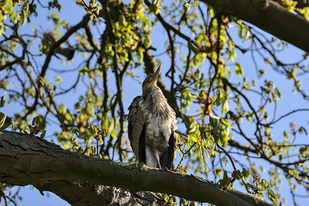 Beautiful closeup view of long-legged gray heron (Ardea Cinerea) sitting and resting on spring...
