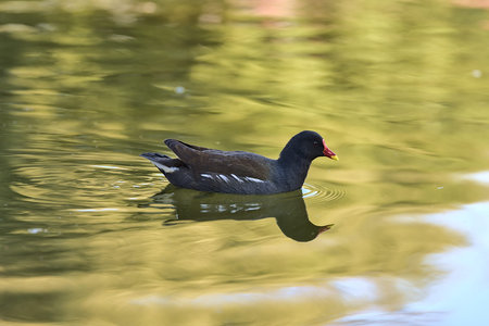 Beautiful view of common moorhen (Gallinula chloropus) looking for food with reflection of spring...