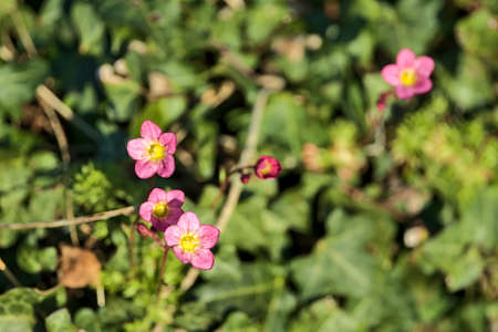 Beautiful close-up blurry view of tiny five petal pink wild geranium (Geranium maculatum) flowers with yellow centers growing along Ballycorus Road, Ballycorus, Co. Dublin, Ireland. High resolutionの写真素材