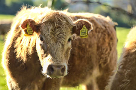 Beautiful closeup view of brown cows with yellow ear tags for identification peacefully grazing at farm near Puck's Castle Ln, Ballycorus, County Dublin, Ireland. Soft and selective focusのeditorial素材