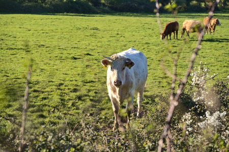 Beautiful bright view of single white cow in herd of brown cows peacefully grazing at local farm near Puck's Castle Ln, Ballycorus, County Dublin, Ireland. Irish farms. Selective focusのeditorial素材