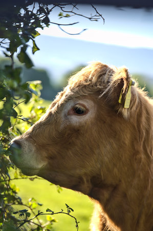 Beautiful closeup view of brown cows with yellow ear tags for identification peacefully grazing at farm near Puck's Castle Ln, Ballycorus, County Dublin, Ireland. Soft and selective focusのeditorial素材