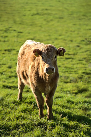 Beautiful bright view of brown cow peacefully grazing at farm near Puck's Castle Ln, Ballycorus, County Dublin, Ireland. Irish farms. Selective focusのeditorial素材