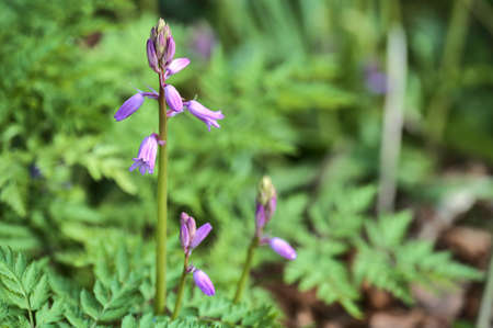 Beautiful closeup view of spring unopened bluebell (Hyacinthoides non-scripta) flowers growing in Sandyford, Dublin, Ireland. High resolution soft and selective focus macro. Bell-shapedの写真素材