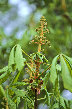 Beautiful closeup view of spring chestnut (Castanea) tree buds and young leaves growing in Ballawley...