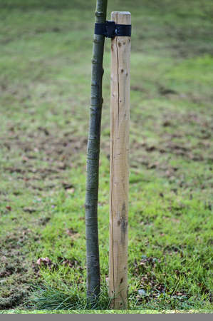 Beautiful spring vertical closeup view of single small tree with stake and tie to protect from the wind, Ballawley Park, Sandyford, Dublin, Ireland. High resolution. Young tree supportの写真素材
