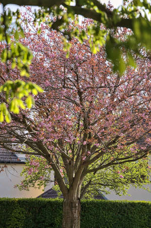 Beautiful spring view of single blooming pink cherry (Prunus Shogetsu Oku Miyako) tree with chestnut tree leaves in foreground, Ballawley Park, Sandyford, Dublin, Ireland. High resolutionの写真素材
