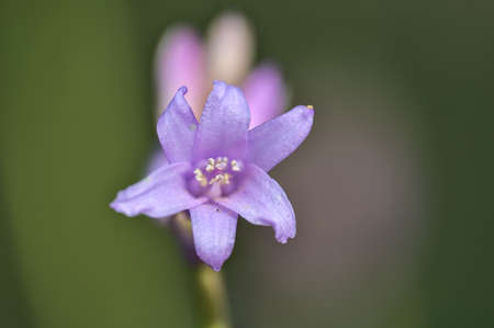 Beautiful macro view of single spring bluebell (Hyacinthoides non-scripta) flower growing in Sandyford, Dublin, Ireland. High resolution soft and selective focus macroの写真素材