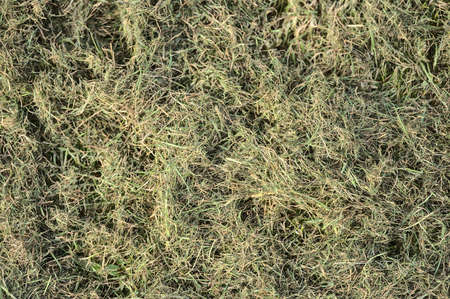 Beautiful closeup spring view of faded dry cut lawn grass in Ballawley Park, Sandyford, Dublin, Ireland. High resolution. Dried grass backgroundの写真素材