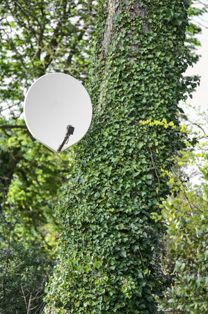 Beautiful bright view of TV satellite dish antenna on tree with ivy (Hedera Helix) plant clinging and climbing on trunk in Ballawley Park, Sandyford, Dublin, Ireland. High resolution. Nature conceptの写真素材
