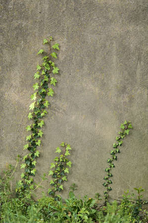 Beautiful closeup vertical view of spring leaves of ivy (Hedera Helix) plant clinging and climbing on the wall in Ballawley Park, Sandyford, Dublin, Ireland. High resolution. Nature conceptの写真素材