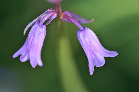 Beautiful macro view of two spring bluebell (Hyacinthoides non-scripta) flowers growing in Sandyford, Dublin, Ireland. High resolution soft and selective focus macroの写真素材