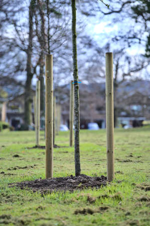 Beautiful spring vertical closeup view of single small trees with two stakes to protect from the wind, Ballawley Park, Sandyford, Dublin, Ireland. High resolution. Young tree supportの写真素材