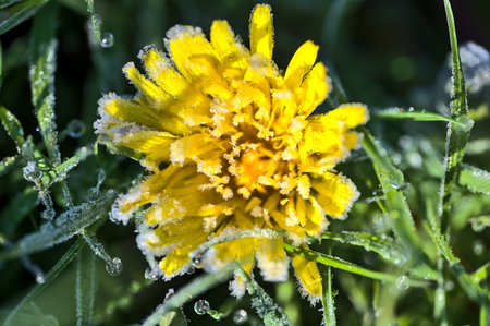 Beautiful macro view of orange young dandelion (Taraxacum officinale) spring frozen flower with hydrophobic lawn grass, Ballinteer, Dublin, Ireland. Soft focus. High resolution macro. Frozen flowersの写真素材