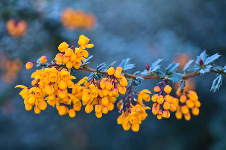 Beautiful closeup spring morning view of orange Darwinâs barberry (Berberis darwinii) flowers with dark green leaves growing in Ballinteer, Dublin, Ireland. Soft and selective focusの写真素材