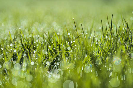 Beautiful macro view of green hydrophobic spring lawn grass with water drops of morning dew and nice bokeh lights, Ballinteer, Dublin, Ireland. Soft and selective focus. High resolution macroの写真素材