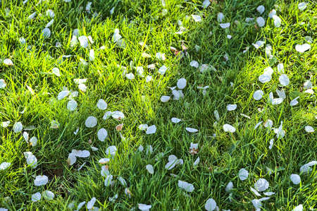 Beautiful closeup view of delicate spring white cherry (Prunus Shogetsu Oku Miyako) fallen blossoms on morning wet grass lawn Ballinteer, Dublin, Ireland. Soft and selective focusの写真素材