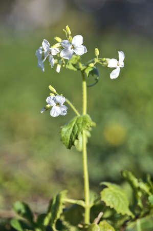 Beautiful closeup vertical view of milkmaids (Cardamine californica) tiny white flowers on green blurry background in Ballawley Park, Sandyford, Dublin, Ireland. High resolution. Copy spaceの写真素材