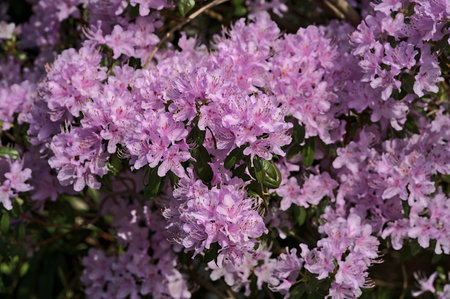 Beautiful closeup view of spring purple wild rhododendron blooming flowers, Ballinteer, Dublin, Ireland. Soft and selective focus. Ireland wildflowersの写真素材