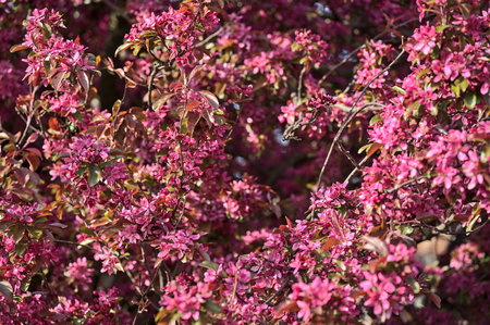 Beautiful spring view of dark pink flowering crab apple (Malus Sylvestris) tree blossoms, Ballinteer, Dublin, Ireland. Soft and selective focus. Blooming wild apple tree backgroundの写真素材
