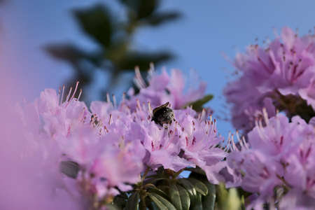 Beautiful spring closeup view of bumble bee (Bombus), efficient pollinator, collecting pollen from purple wild rhododendron blooming flowers, Ballinteer, Dublin, Ireland. Soft and selective focusの写真素材