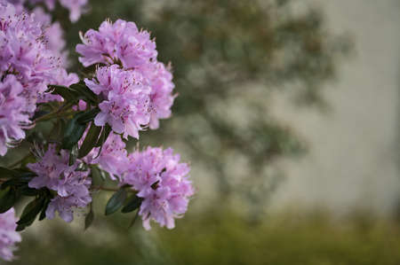 Beautiful closeup view of spring purple wild rhododendron blooming flowers, Ballinteer, Dublin, Ireland. Soft and selective focus. Ireland wildflowers. Copy spaceの写真素材