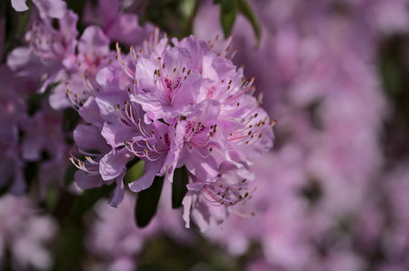 Beautiful closeup view of spring purple wild rhododendron blooming flowers, Ballinteer, Dublin, Ireland. Soft and selective focus. Ireland wildflowersの写真素材