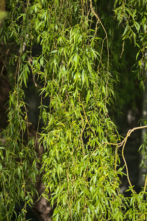 Beautiful closeup warm view of spring willow (Salix) tree leaves representing hope, belonging,...