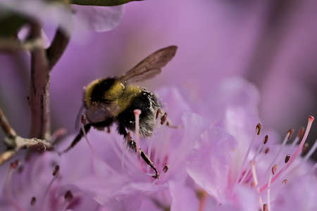 Beautiful spring macro view of bumble bee (Bombus), efficient pollinator, collecting pollen from purple wild rhododendron blooming flowers, Ballinteer, Dublin, Ireland. Soft and selective focusの写真素材