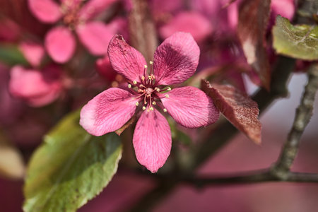 Beautiful closeup spring view of dark pink flowering crab apple (Malus Sylvestris) tree blossoms on blurred background, Ballinteer, Dublin, Ireland. Soft and selective focus. Blooming wild apple macroの写真素材
