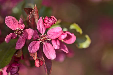Beautiful closeup spring view of dark pink flowering crab apple (Malus Sylvestris) tree blossoms on blurred background, Ballinteer, Dublin, Ireland. Soft and selective focusの写真素材