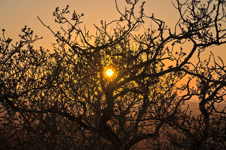 Beautiful closeup evening view of old dry tree branches and tree tops in golden sun light, Killiney Hill, Dublin, Ireland. Breathtaking sunset. Soft and selective focus.の写真素材