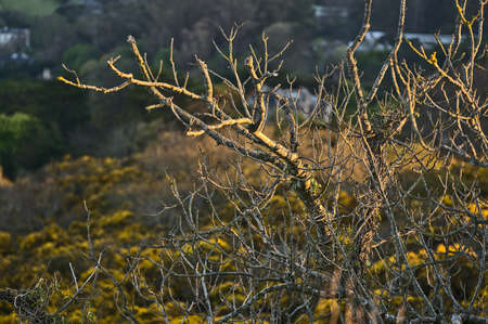 Beautiful closeup evening view of old dry tree branches and yellow gorse (Ulex) wild flowers growing everywhere in Ireland all the year round, Killiney Hill, Dublin, Ireland. Soft and selective focusの写真素材