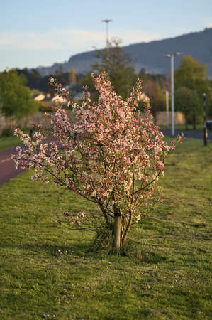 Beautiful evening view of pink spring flowering crab apple (Malus Sylvestris) tree growing beside cycle path, Ballinteer, Dublin, Ireland. Soft and selective focusの写真素材