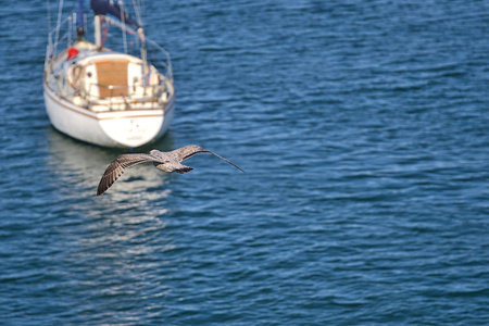 Beautiful closeup view of small Western European Herring Gull (Larus argentatus argenteus) flying...