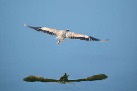 Beautiful morning top view of flying gray heron (Ardea Cinerea) with reflection in water in Dun Laoghaire harbor (West Pier), Dublin, Ireland. Soft and selective focusの写真素材
