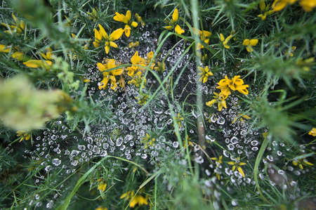 Beautiful closeup view of water drops on spider web on yellow wild peaky gorse (Ulex) flowers growing everywhere in Ireland all the year round, Ticknock, Co. Dublin, Ireland. Soft and selective focusの写真素材