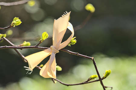 Beautiful closeup bright view of beige ribbon tied on branch with spring buds of birch tree seen at university campus, Dublin, Ireland. Soft and selective focusの写真素材