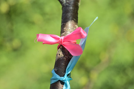 Beautiful closeup bright view of pink and cyan ribbons tied on branch of spring birch tree seen at university campus, Dublin, Ireland. Soft and selective focusの写真素材