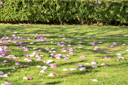 Beautiful closeup view of pink fallen petals on the lawn of low growing Chinese saucer magnolia (Magnolia Soulangeana) tree blooming on university campus, Dublin, Ireland. Top viewの写真素材