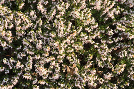 Beautiful spring background of mediterranean white heath flowers (Erica Arborea) with green needle-like foliage growing and blooming on university campus, Dublin, Irelandの写真素材
