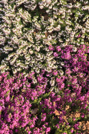 Beautiful spring background of mediterranean white and purple heath flowers (Erica Arborea) with green needle-like foliage growing and blooming on university campus, Dublin, Irelandの写真素材