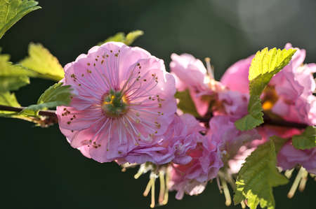 Beautiful macro view of delicate spring pink flowering almond tree (Prunus triloba 'Multiplex') blossoms on tree branch against blurred green background on university campus, Dublin, Irelandの写真素材