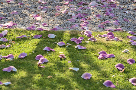 Beautiful closeup view of pink fallen petals of low growing Chinese saucer magnolia (Magnolia Soulangeana) tree, with round gray stone mulching, blooming on university campus, Dublin, Irelandの写真素材