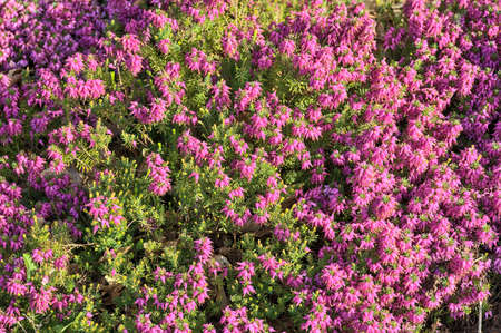 Beautiful spring background of mediterranean pink heath flowers (Erica Arborea) with green needle-like foliage growing and blooming on university campus, Dublin, Irelandの写真素材