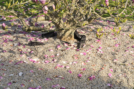 Beautiful closeup view of roots and fallen petals of growing pink Chinese saucer magnolia (Magnolia Soulangeana) tree, with round gray stone mulching, blooming on university campus, Dublin, Irelandの写真素材