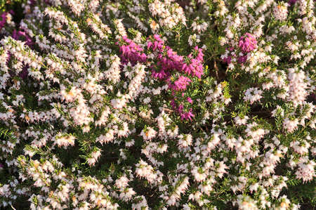 Beautiful spring background of mediterranean white and purple heath flowers (Erica Arborea) with green needle-like foliage growing and blooming on university campus, Dublin, Irelandの写真素材