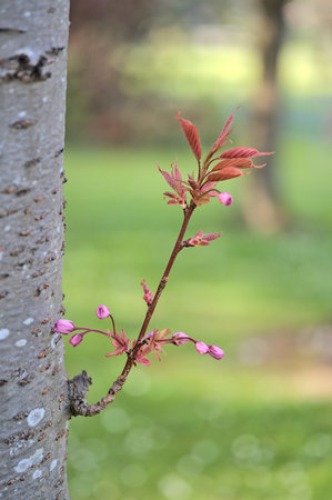 Beautiful closeup view of delicate spring shoot of pink cherry (Prunus Shogetsu Oku Miyako)...
